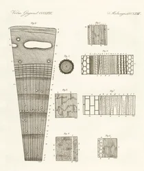 Anatomía de la madera