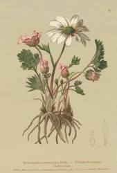 Ranúnculo parecido a la anémona (Ranunculus anemonoides, Callianthemum anemonoides)
