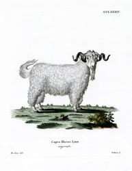 Cabra de Angora