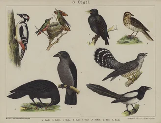 Animales