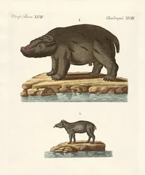 Animales de países cálidos