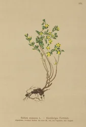 Sedum anual (Sedum annuum)
