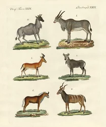 Antílopes y gacelas