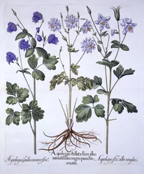 Aquilegia, de Hortus Eystettensis, por Basil Besler, pub. 1613