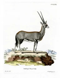 Órix árabe