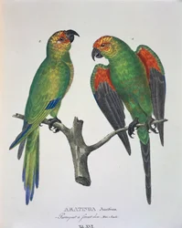Aratinga Aurifrons (macho y hembra), tabla XVI de 