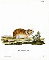 Lemming Ártico