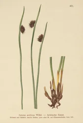 Juncia Ártica (Juncus arcticus)