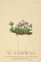 Nomeolvides ártico (Eritrichium nanum, Eritrichium Terglouense)