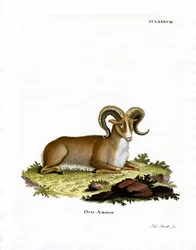 Argalí