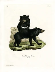 Oso negro asiático