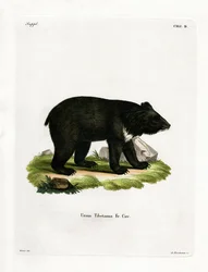 Oso negro asiático