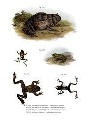 Rana cornuda asiática