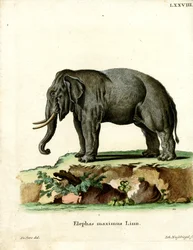 Elefante Asiático