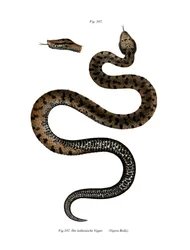 Víbora áspid (litografía en color)
