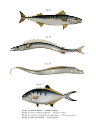 Caballa atlántica
