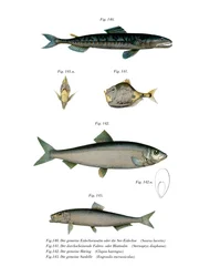 Saurio Atlántico