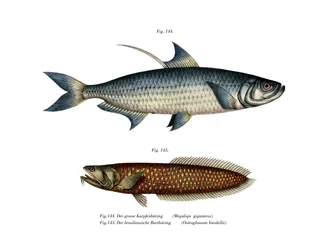 Sábalo Atlántico