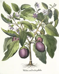 Berenjena: Melanzana fructu pallido, del Hortus Eystettensis por Basil Besler (1561-1629), pub. 1613