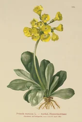 Aurícula (Primula Auricula)