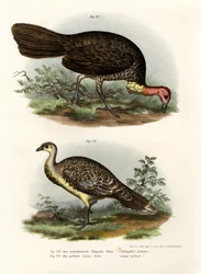 Pavo de matorral australiano, 1864