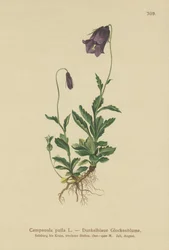 Campanilla austriaca (Campanula pulla)