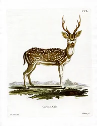 Ciervo axis