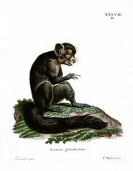 Aye-Aye