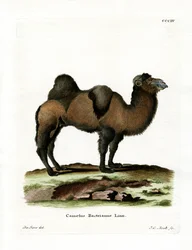 Camello Bactriano