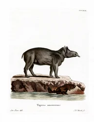Tapir de Baird