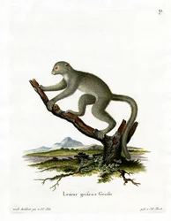 Lémur de bambú