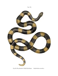Krait de bandas