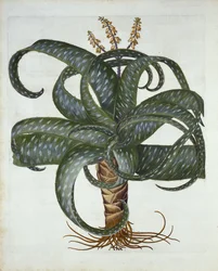 Aloe de Barbados, de Hortus Eystettensis, por Basil Besler, pub. 1613