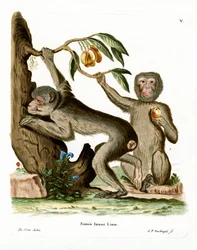 Macaco de Berbería