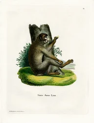 Mono de Berbería