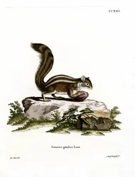 Ardilla terrestre de Berbería