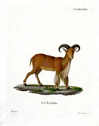 Oveja de Berbería