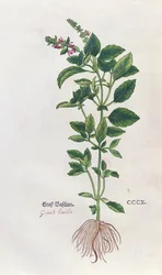 Albahaca, una lámina botánica del Herbario por Leonhart Fuchs, publicado en Basilea, 1543
