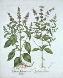 Albahaca, de Hortus Eystettensis, por Basil Besler (1561-1629), pub. 1613