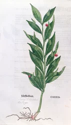 Laurel, ilustración para El Herbario por Leonhart Fuchs, publicado en Basilea, 1555