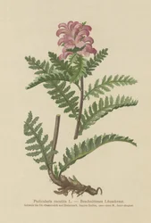 Pedicularis roja sin pico (Pedicularis recutita)