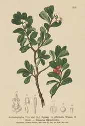 Gayuba (Arctostaphylos Uva ursi, Arctostaphylos officinalis)