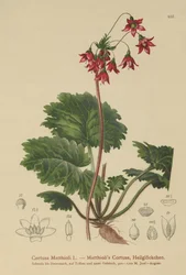 Sanícula de oreja de oso (Cortusa Matthioli)