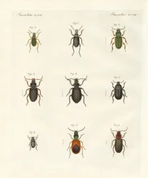 Hermosos escarabajos alemanes