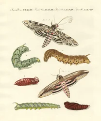 Hermosas mariposas alemanas