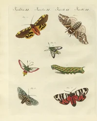 Hermosas mariposas nocturnas alemanas