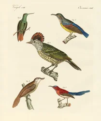 Aves hermosas y extrañas