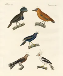 Hermosas aves
