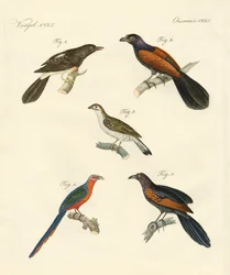 Hermosas aves trepadoras