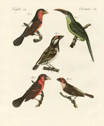 Hermosas aves trepadoras
